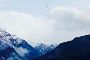 The image above happens to be a right medium example.